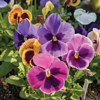 Matrix Coastal Sunrise Mix Pansy Thumbnail